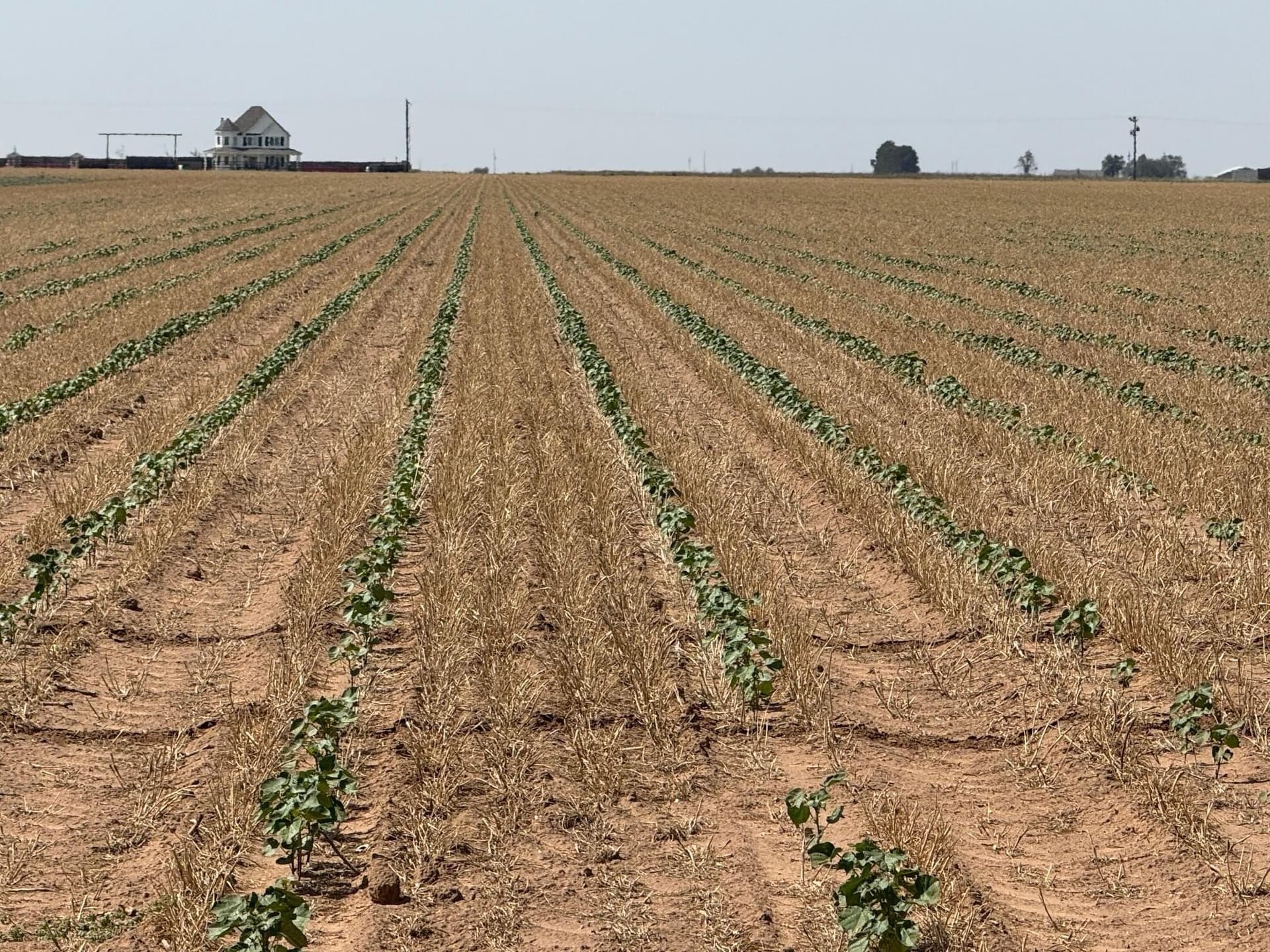 179 acres in Lubbock County gallery image 3