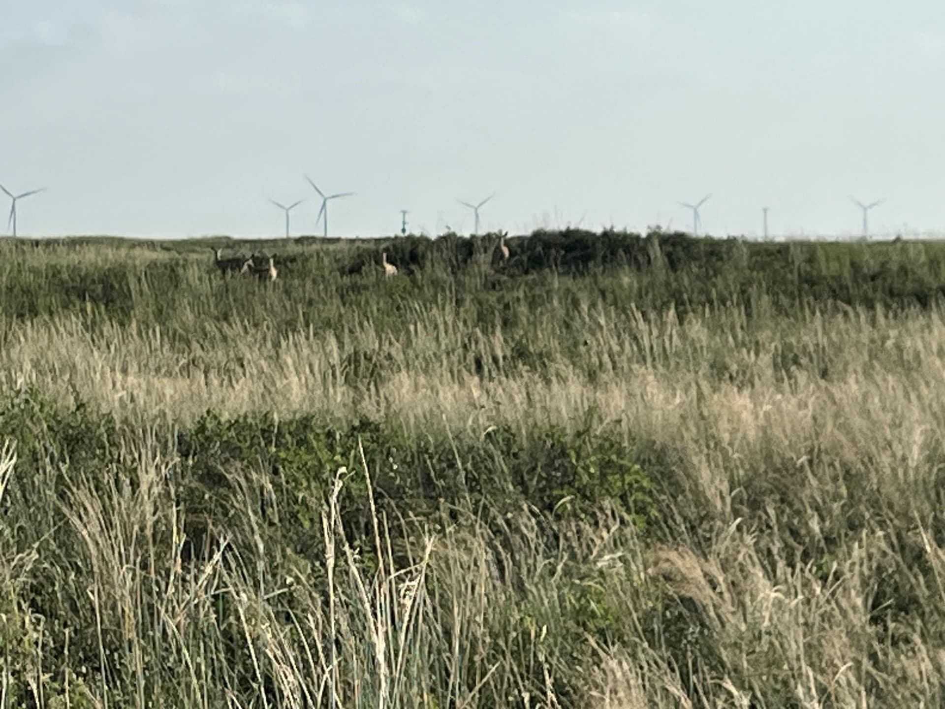 640 acres in Cochran County gallery image 2