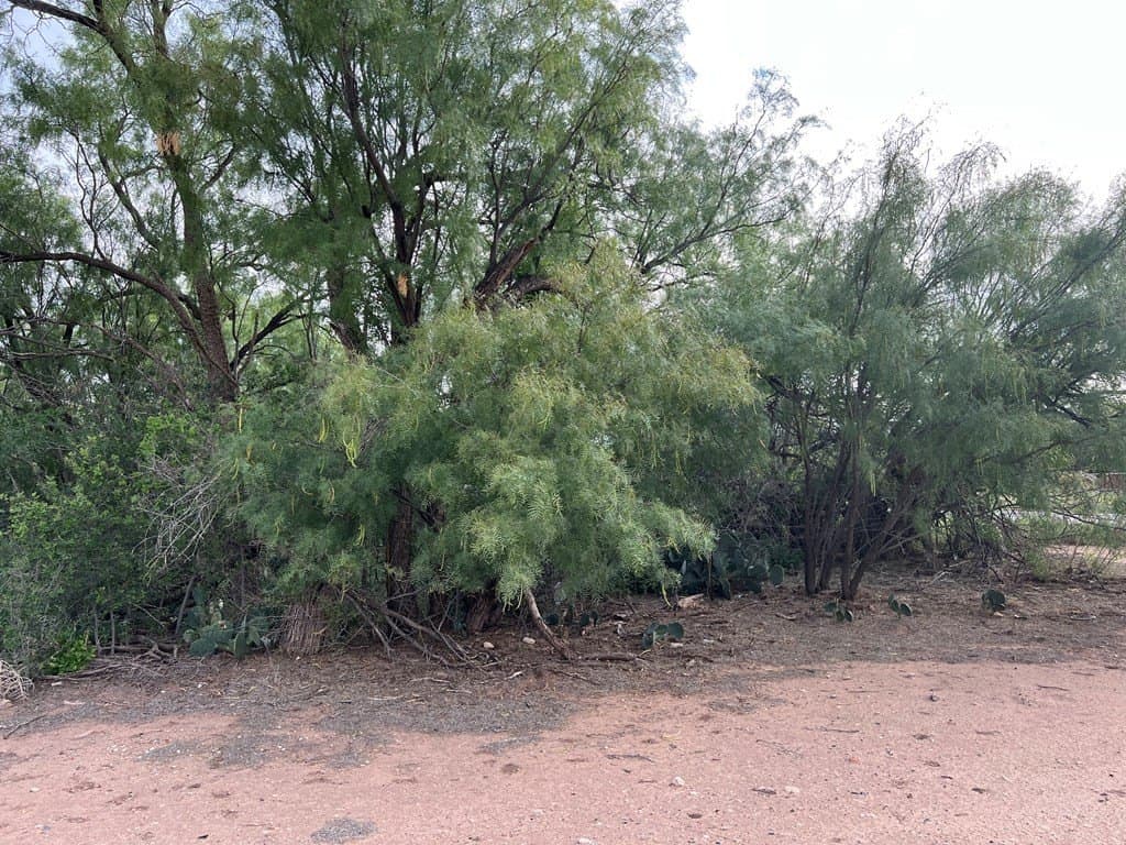 1.52 acres in Scurry County gallery image 4