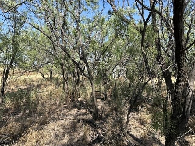 10 acres in Scurry County - photo 39