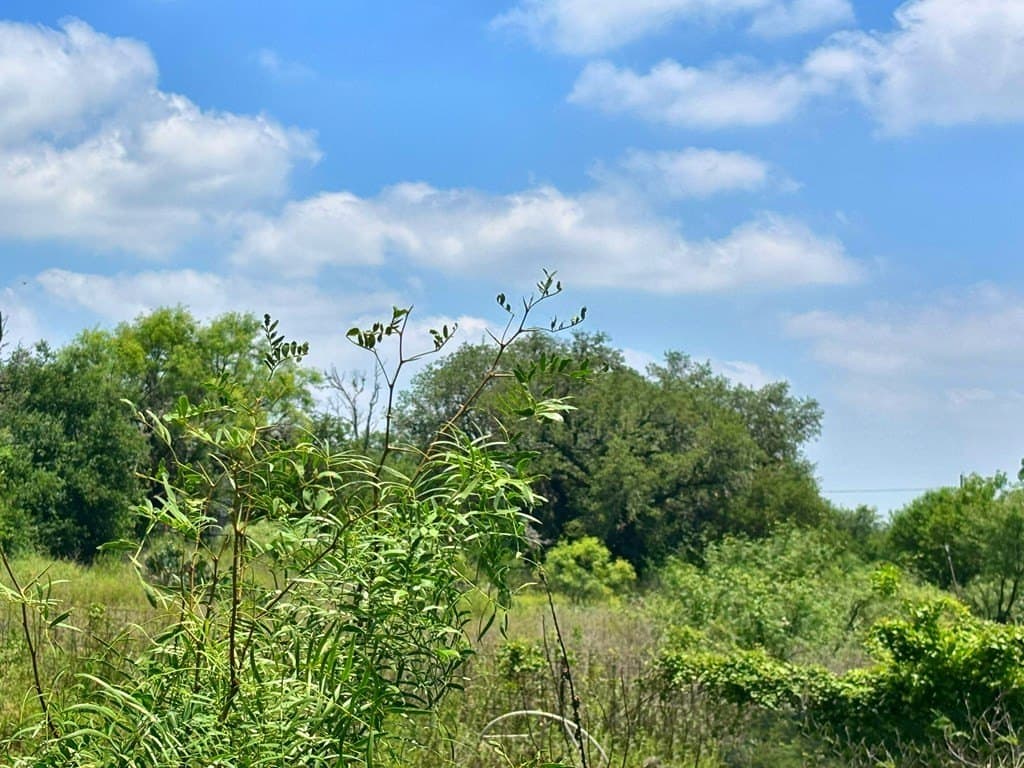 2.03 acres in Real County gallery image 2