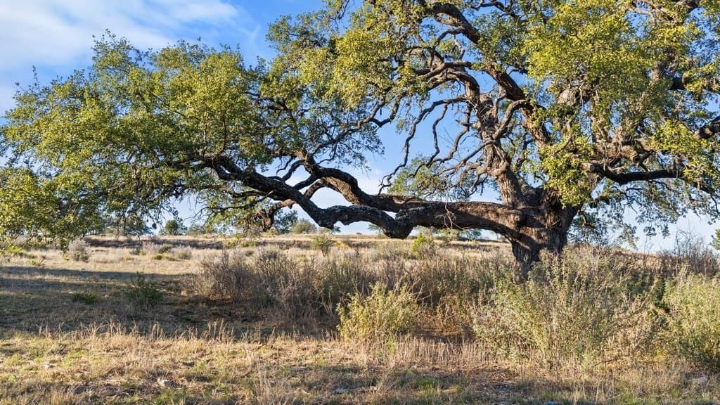 10.97 acres in Blanco County - photo 24