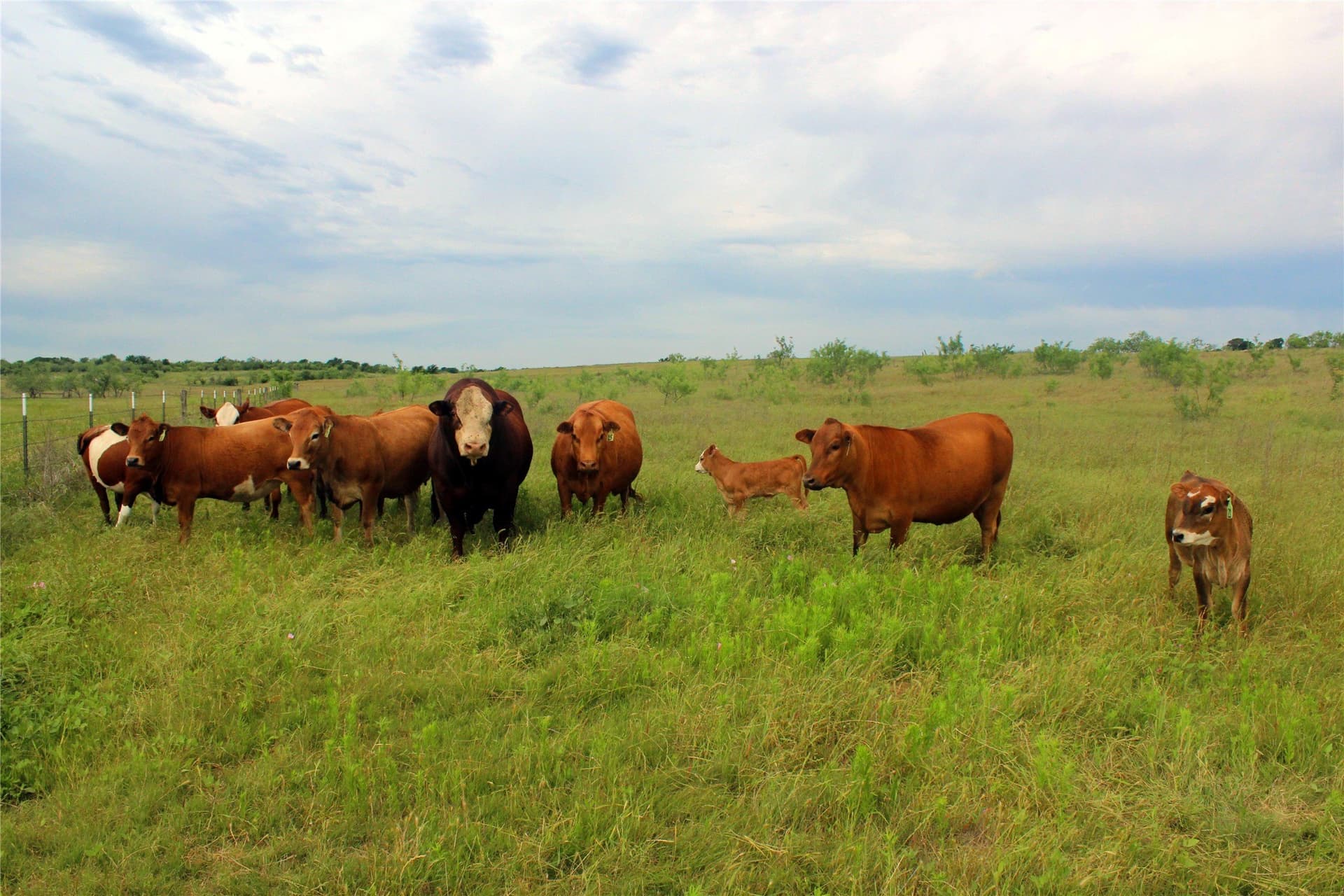 202.35 acres in Navarro County - photo 8