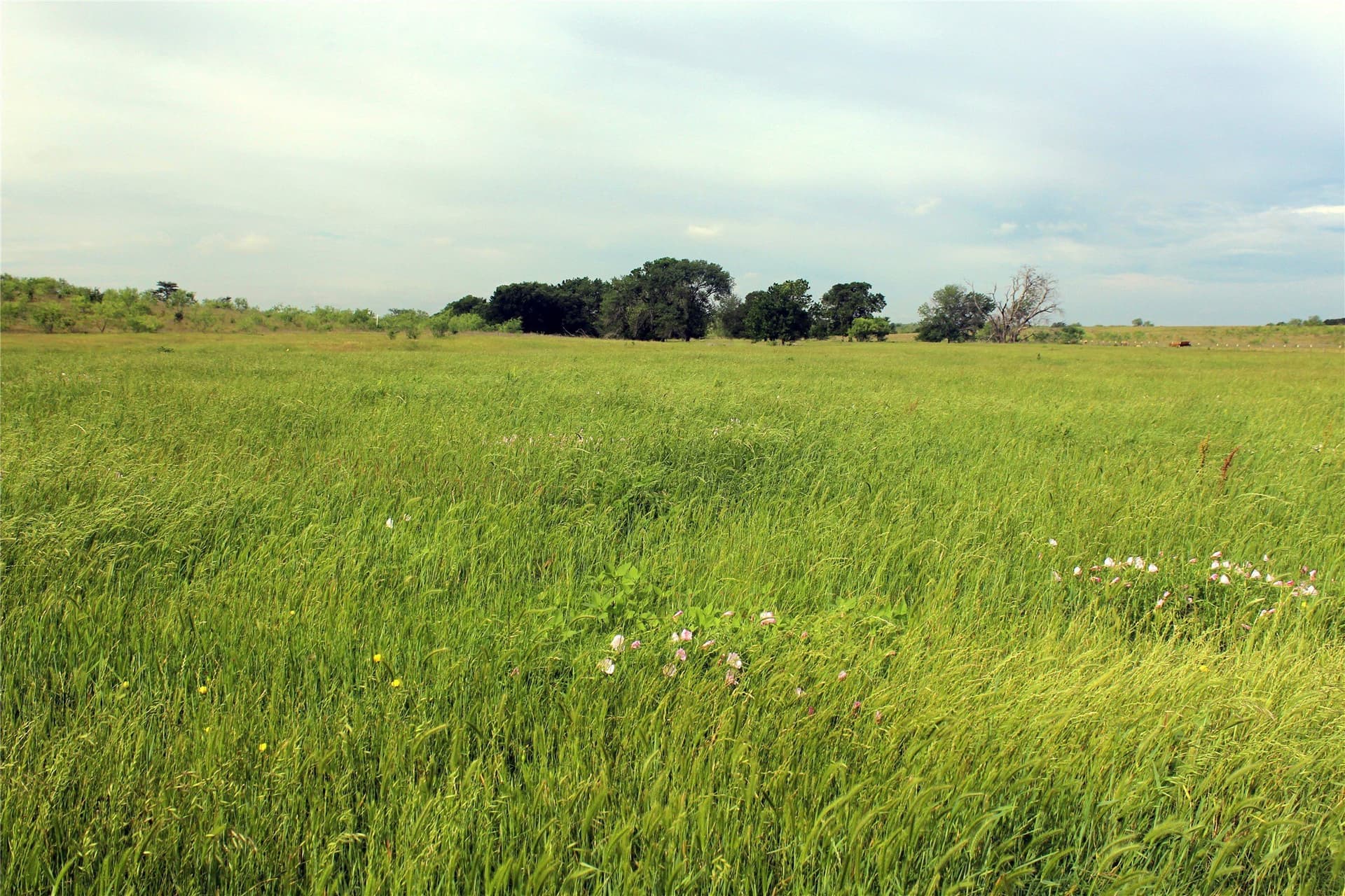 202.35 acres in Navarro County gallery image 2