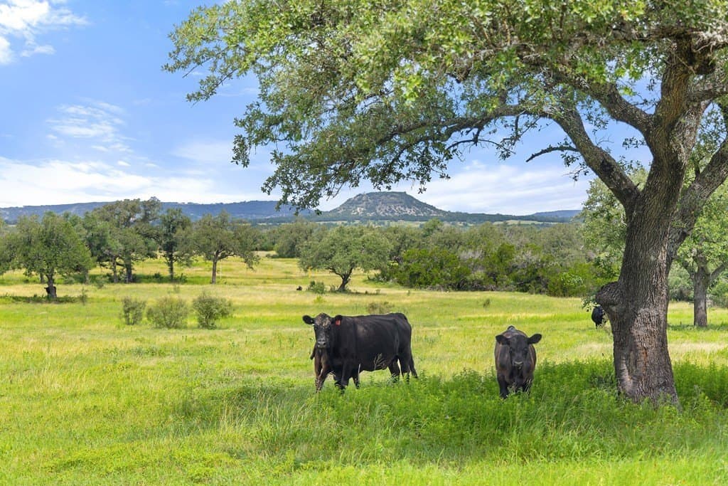 86 acres in Gillespie County gallery image 3