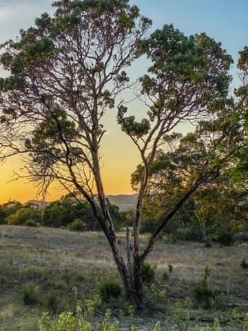 5.04 acres in Bastrop County gallery image 4