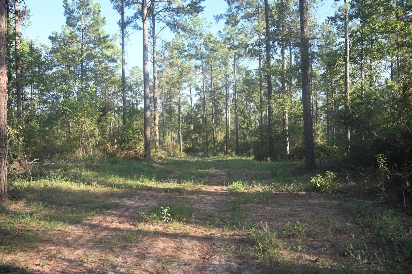 102 acres in Shelby County - photo 15