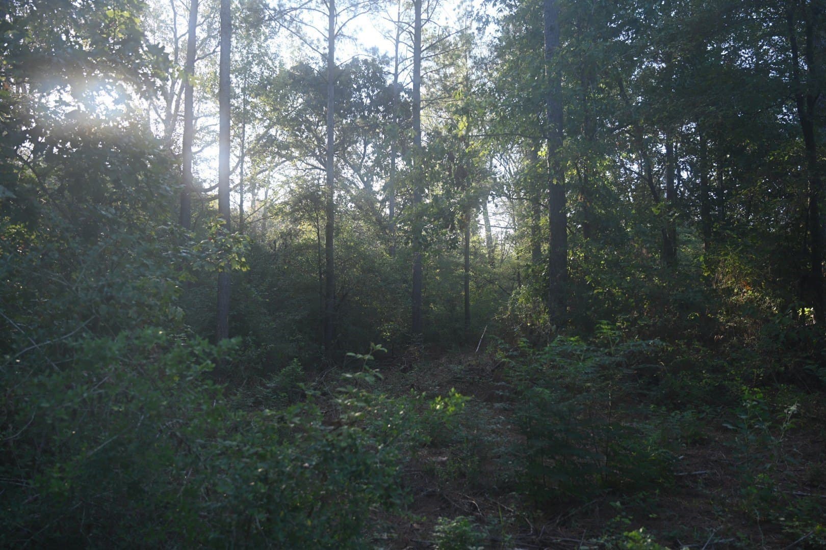 102 acres in Shelby County - photo 11