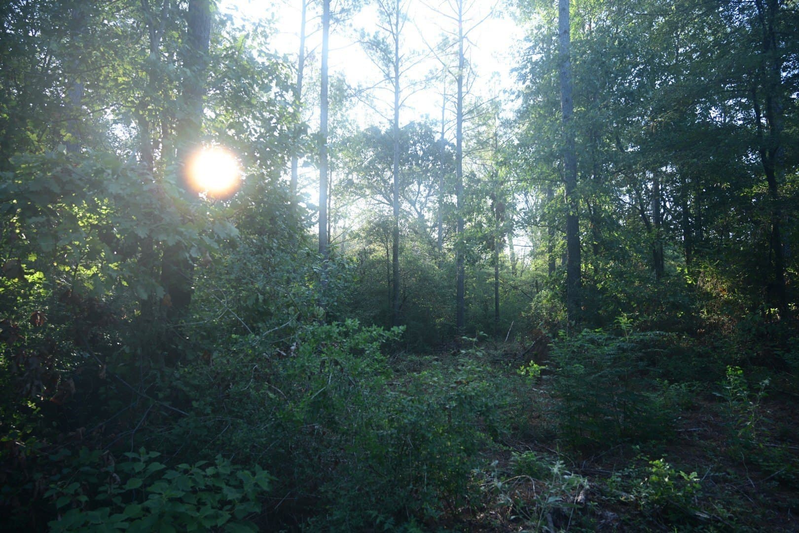 102 acres in Shelby County - photo 10