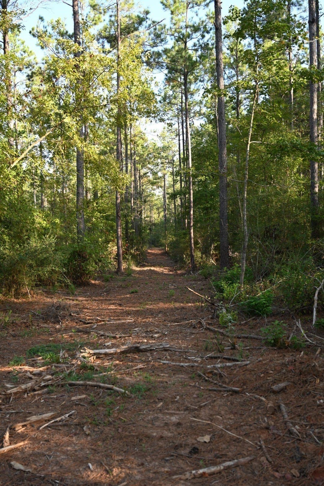102 acres in Shelby County - photo 21