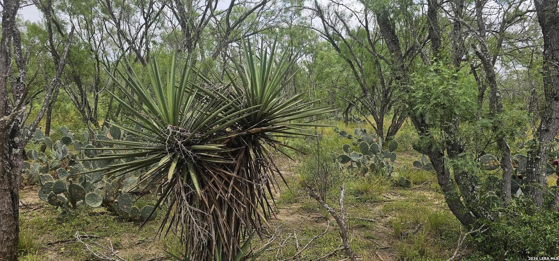 1.09 acres in Atascosa County gallery image 4