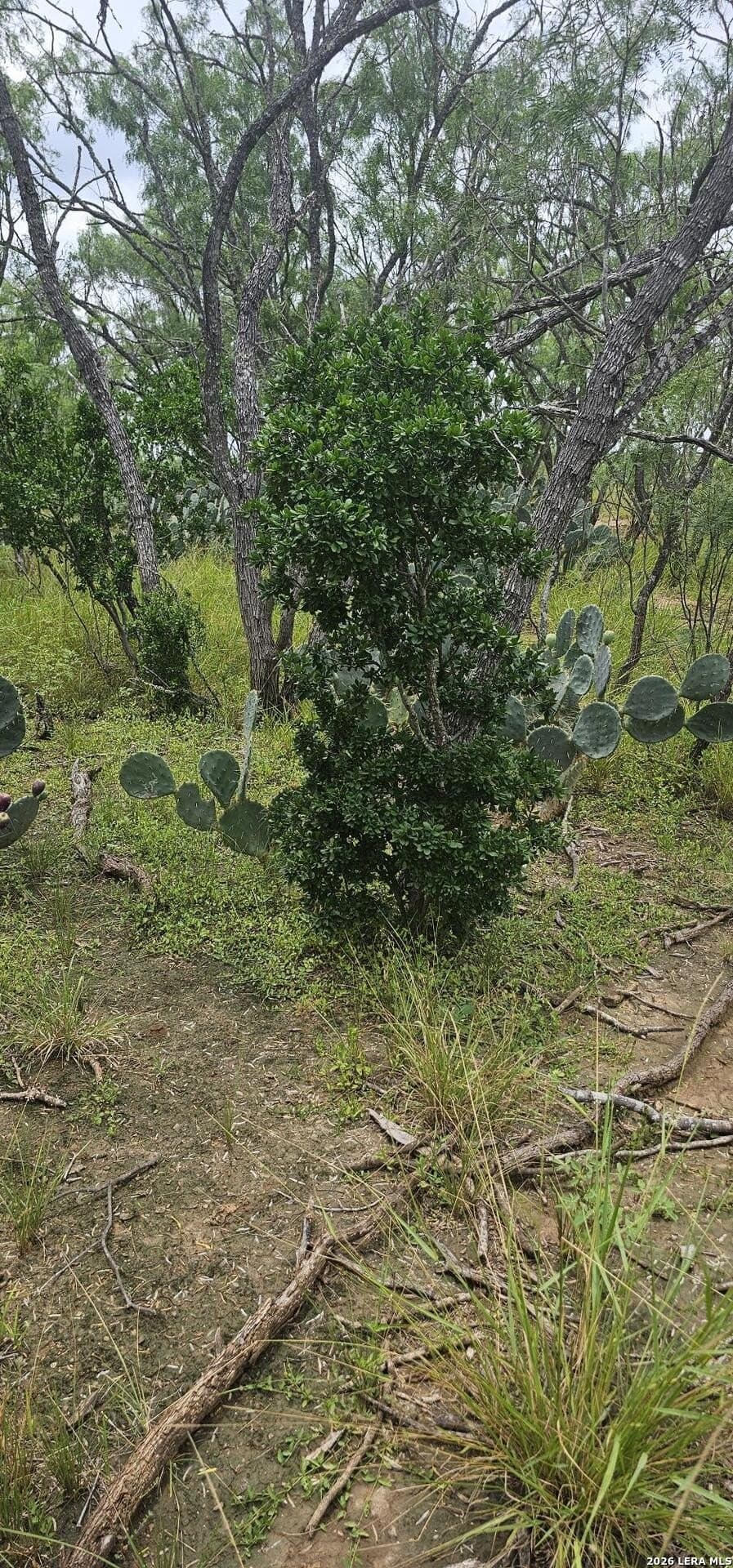 1.09 acres in Atascosa County - photo 30