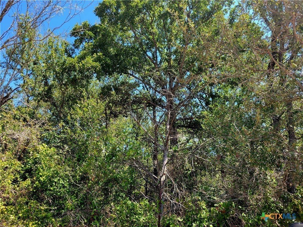 20.92 acres in Caldwell County gallery image 4