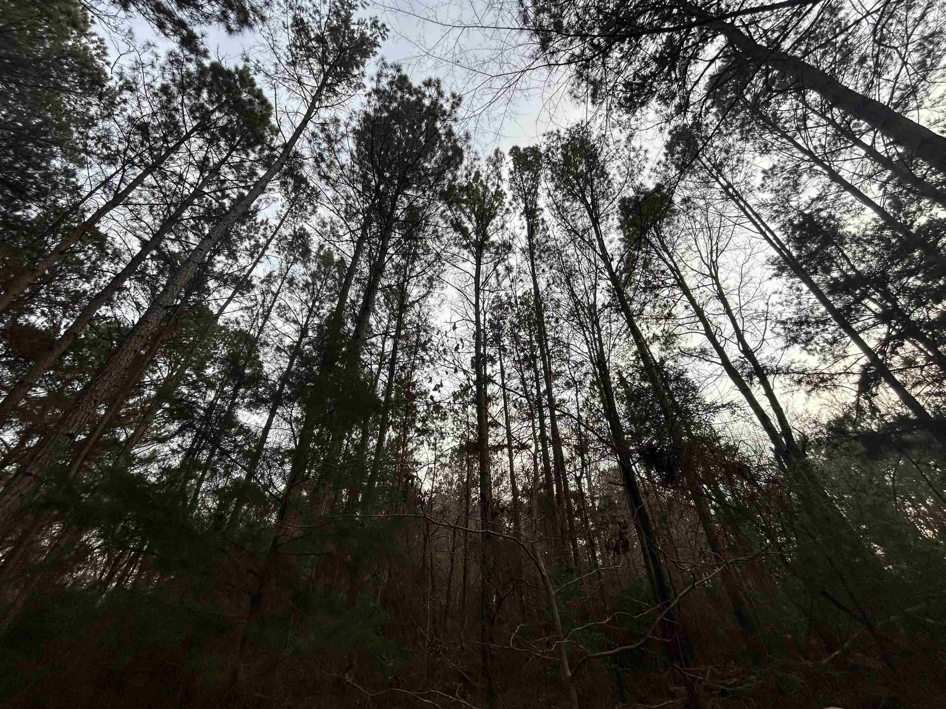 2.75 acres in Texas County featured view