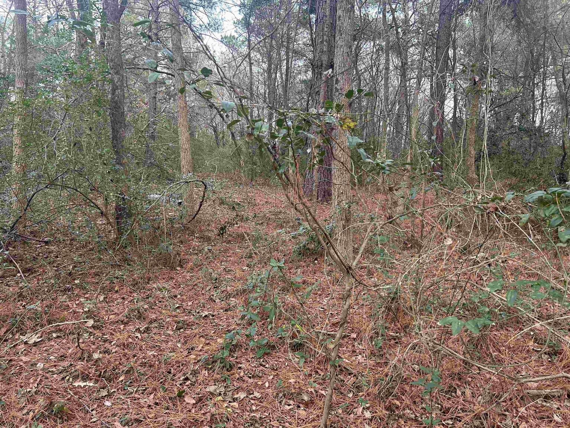 2.75 acres in Texas County gallery image 3