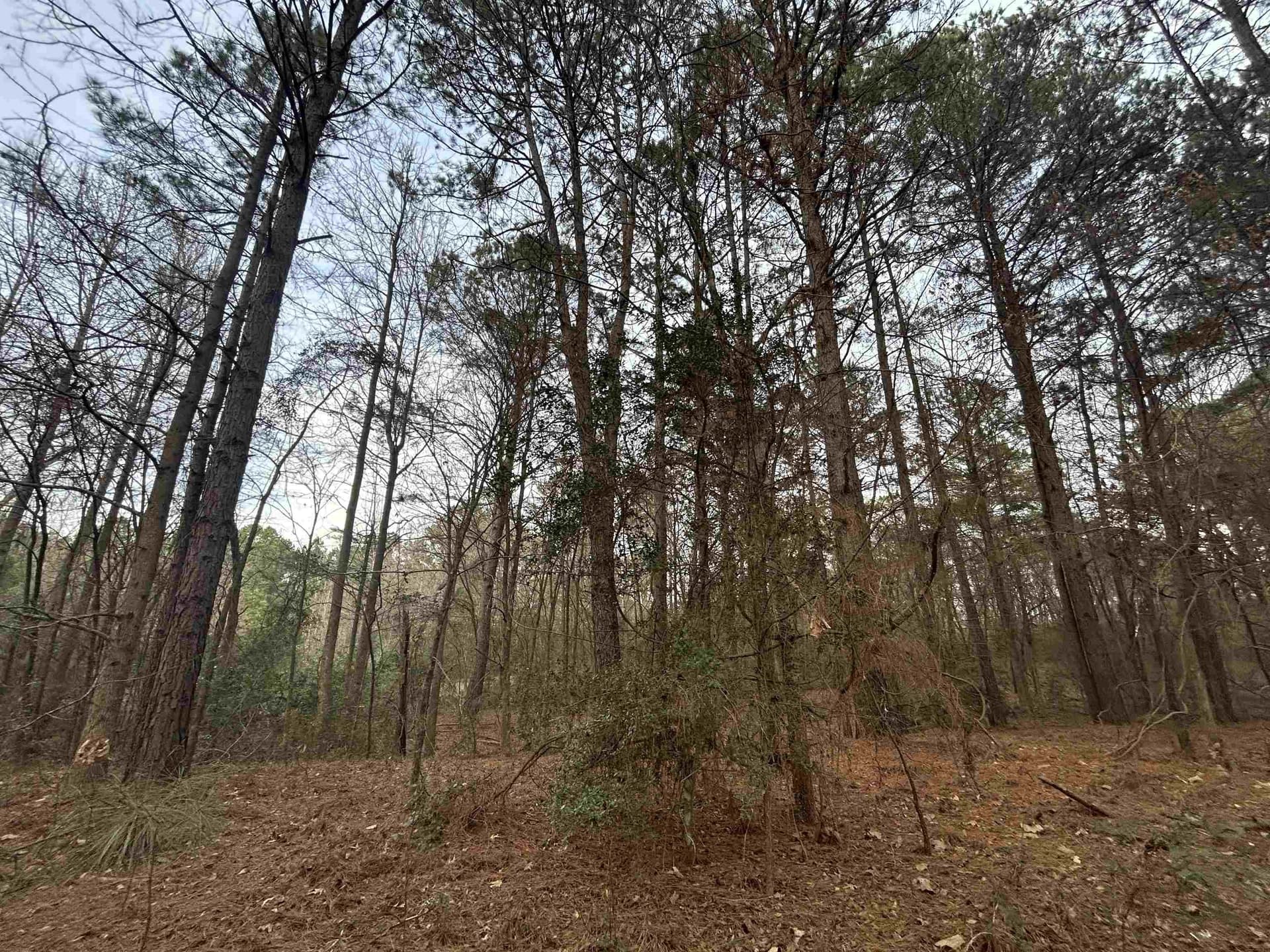 2.75 acres in Texas County