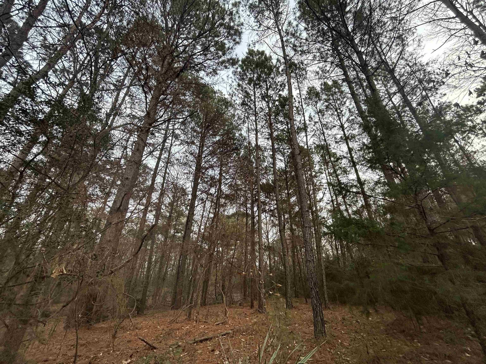 2.75 acres in Texas County gallery image 4