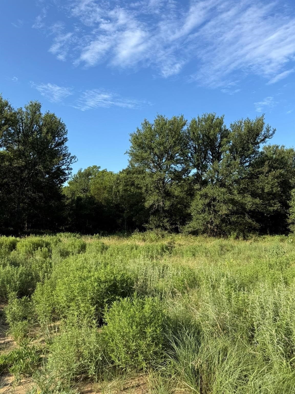 23.56 acres in Montague County - photo 12