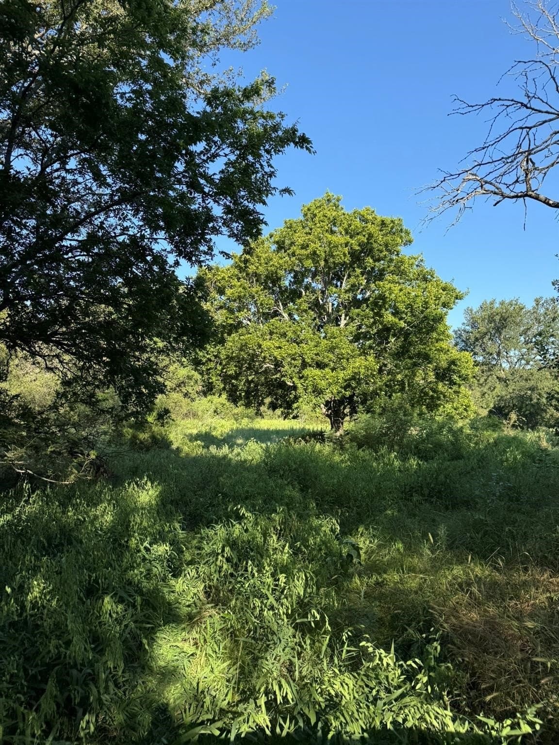 23.56 acres in Montague County - photo 16