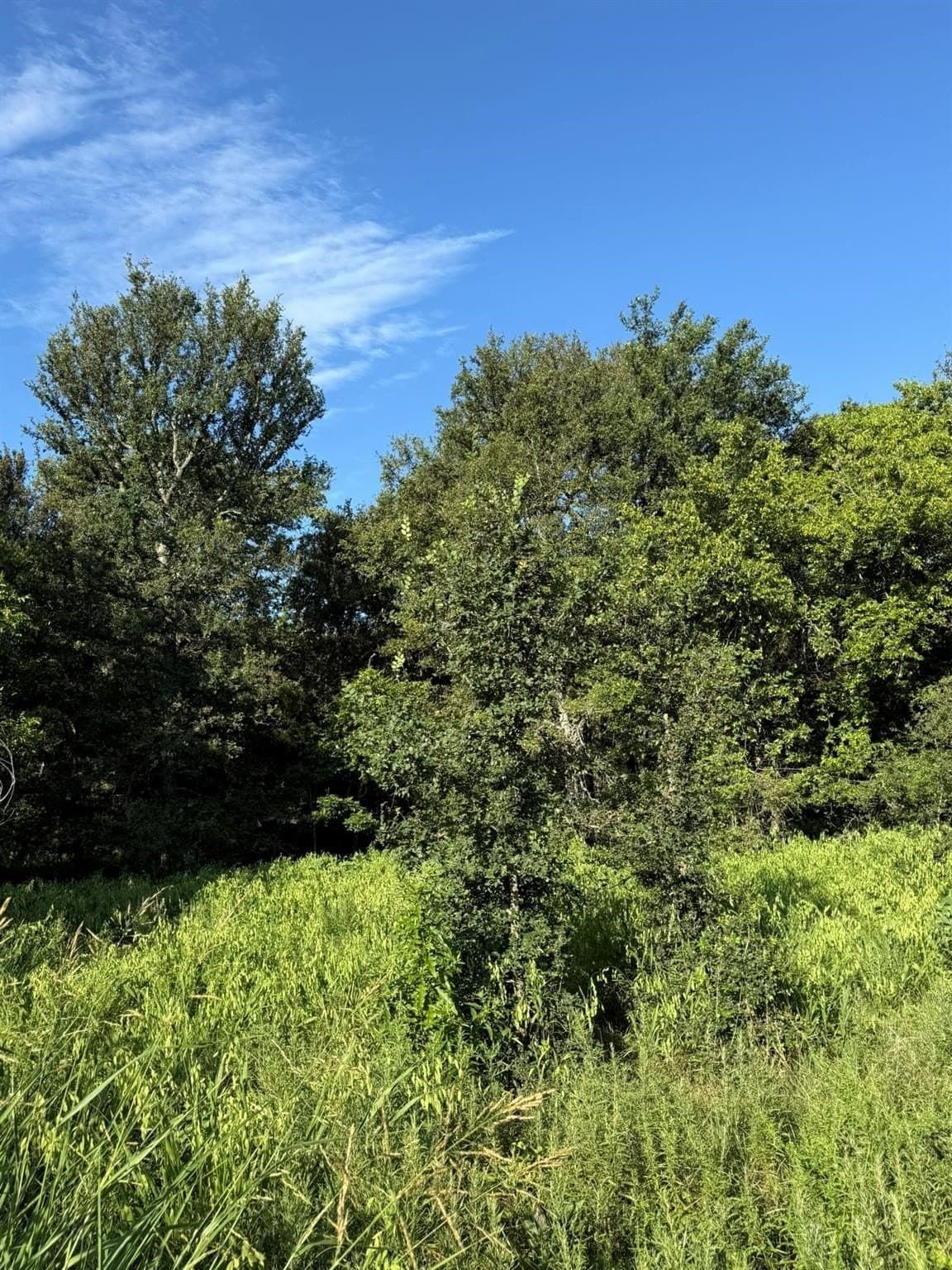23.56 acres in Montague County - photo 18
