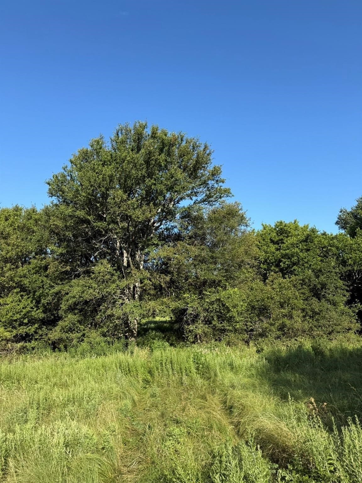 23.56 acres in Montague County - photo 13