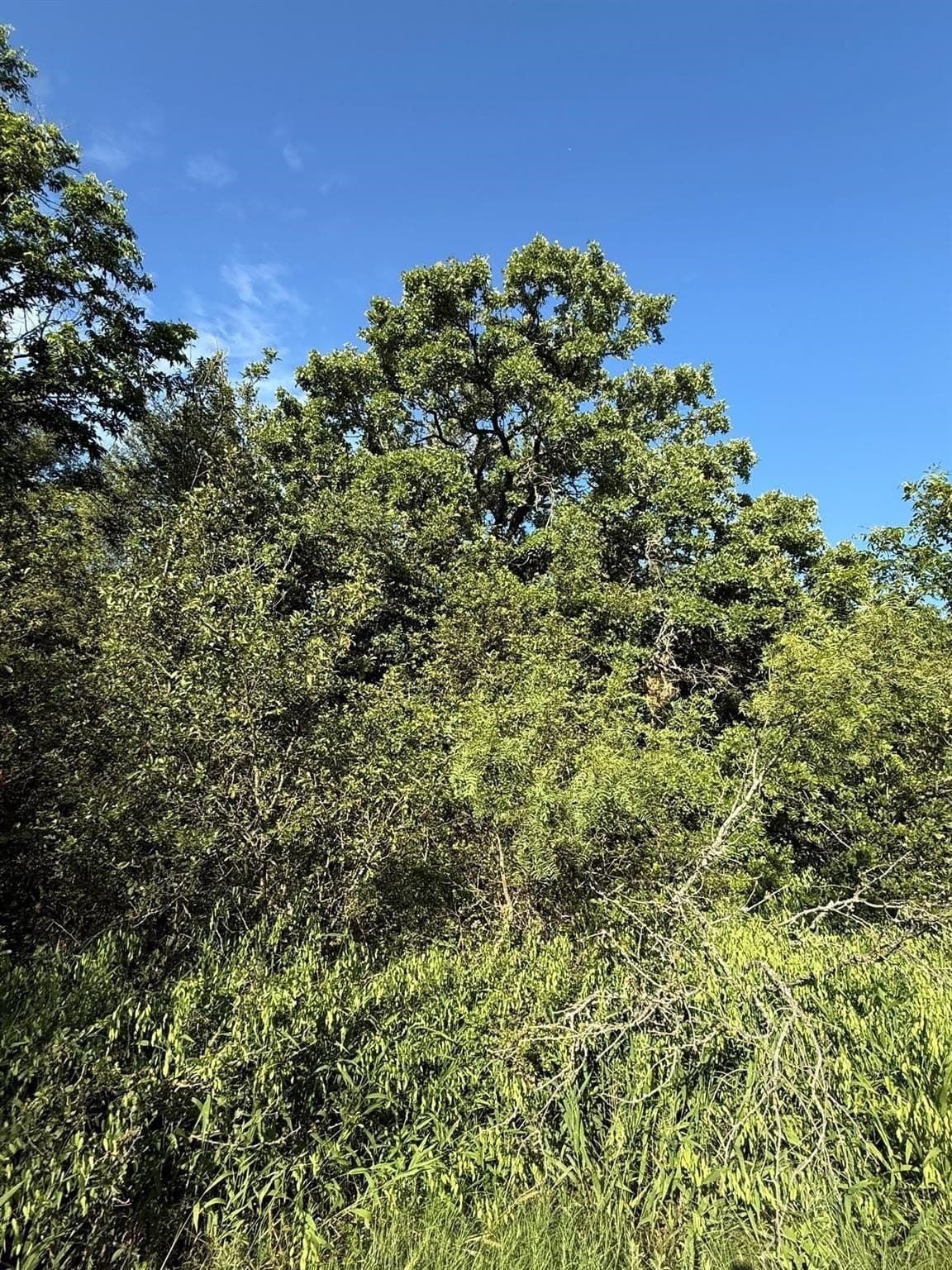 23.56 acres in Montague County - photo 17