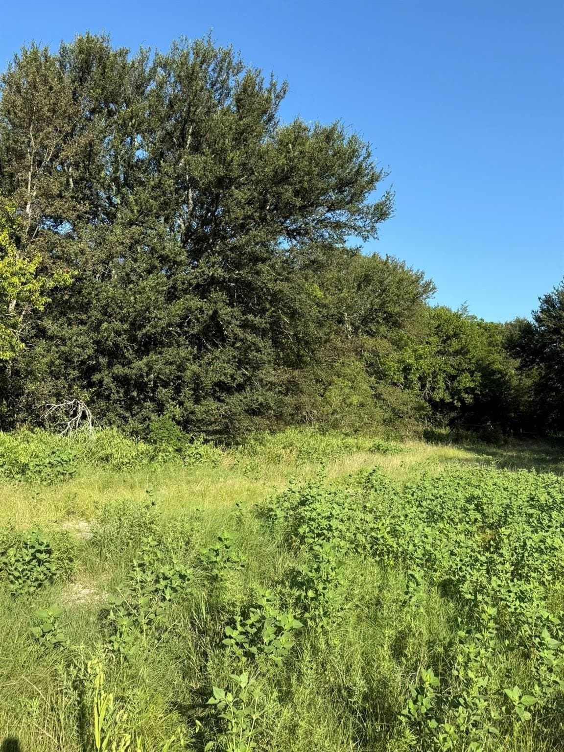23.56 acres in Montague County - photo 20