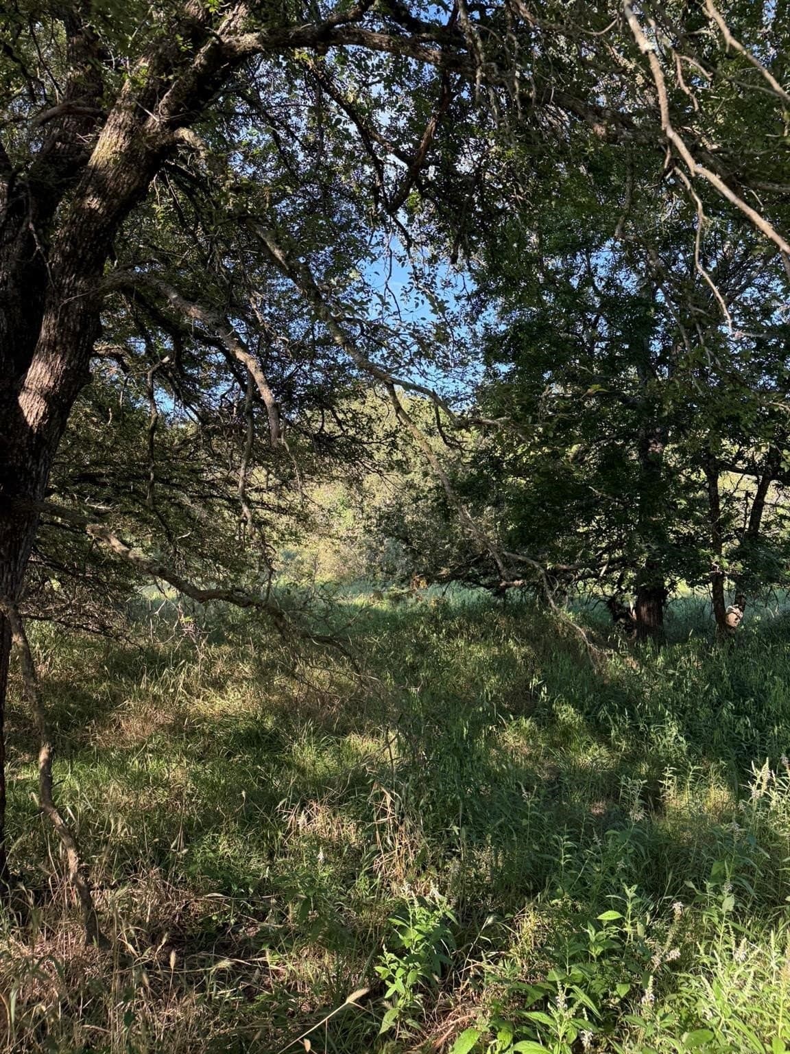 23.56 acres in Montague County - photo 15