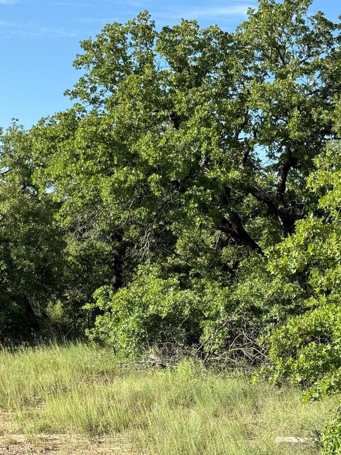 23.56 acres in Montague County - photo 6