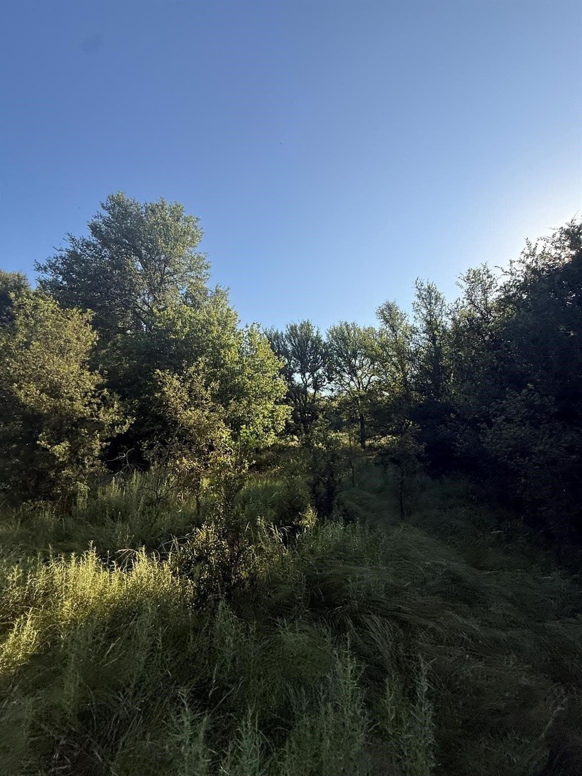23.56 acres in Montague County - photo 26
