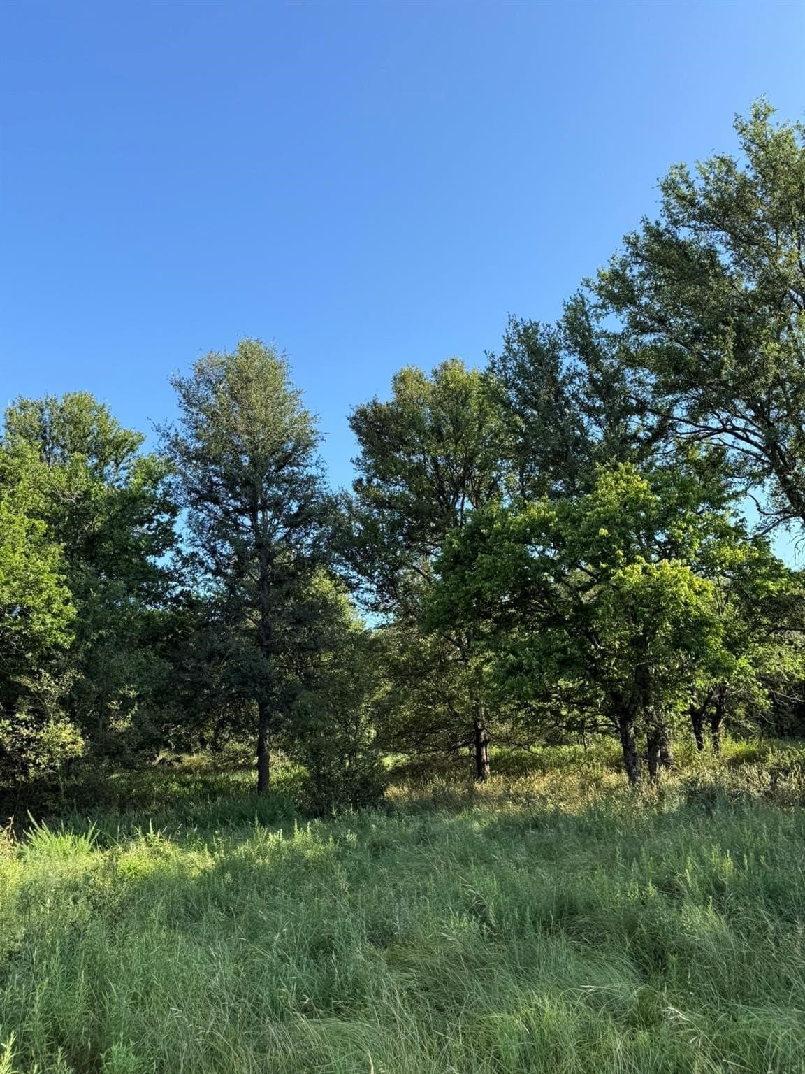 23.56 acres in Montague County - photo 14