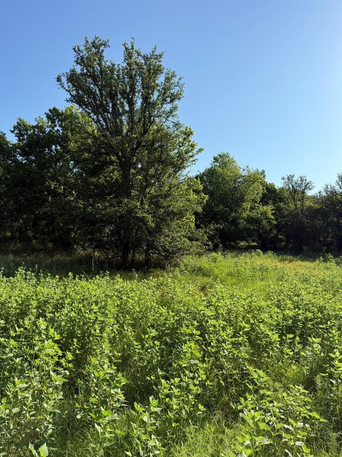 23.56 acres in Montague County - photo 21