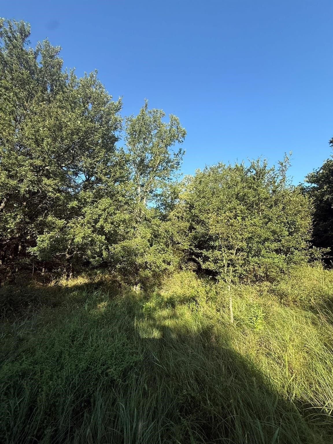 23.56 acres in Montague County - photo 29