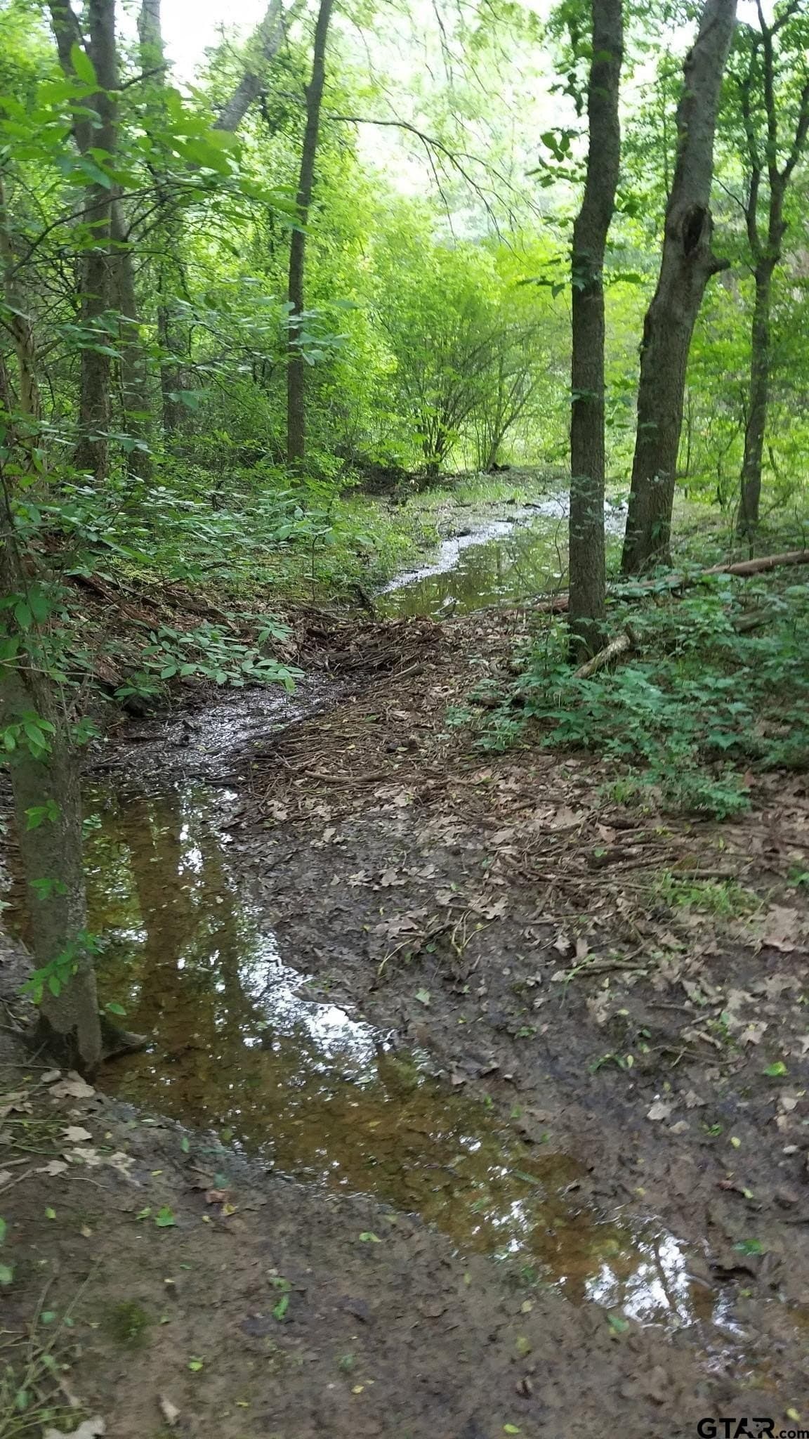 29.3 acres in Hopkins County gallery image 4