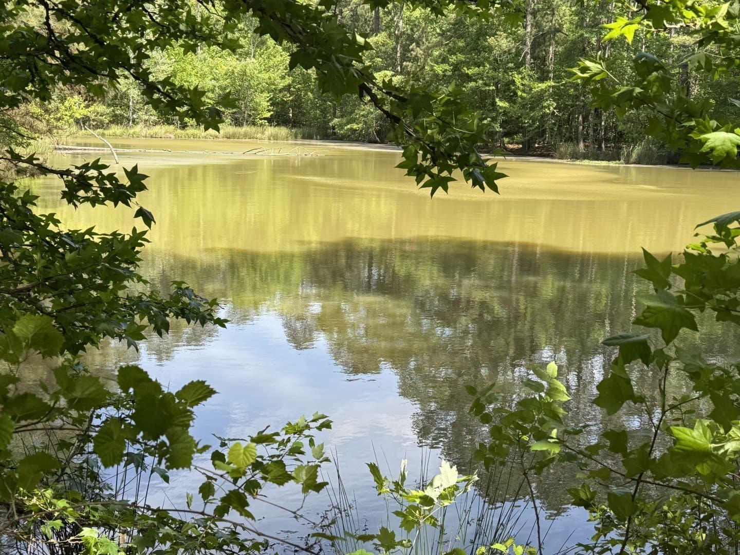48 acres in Rusk County gallery image 3