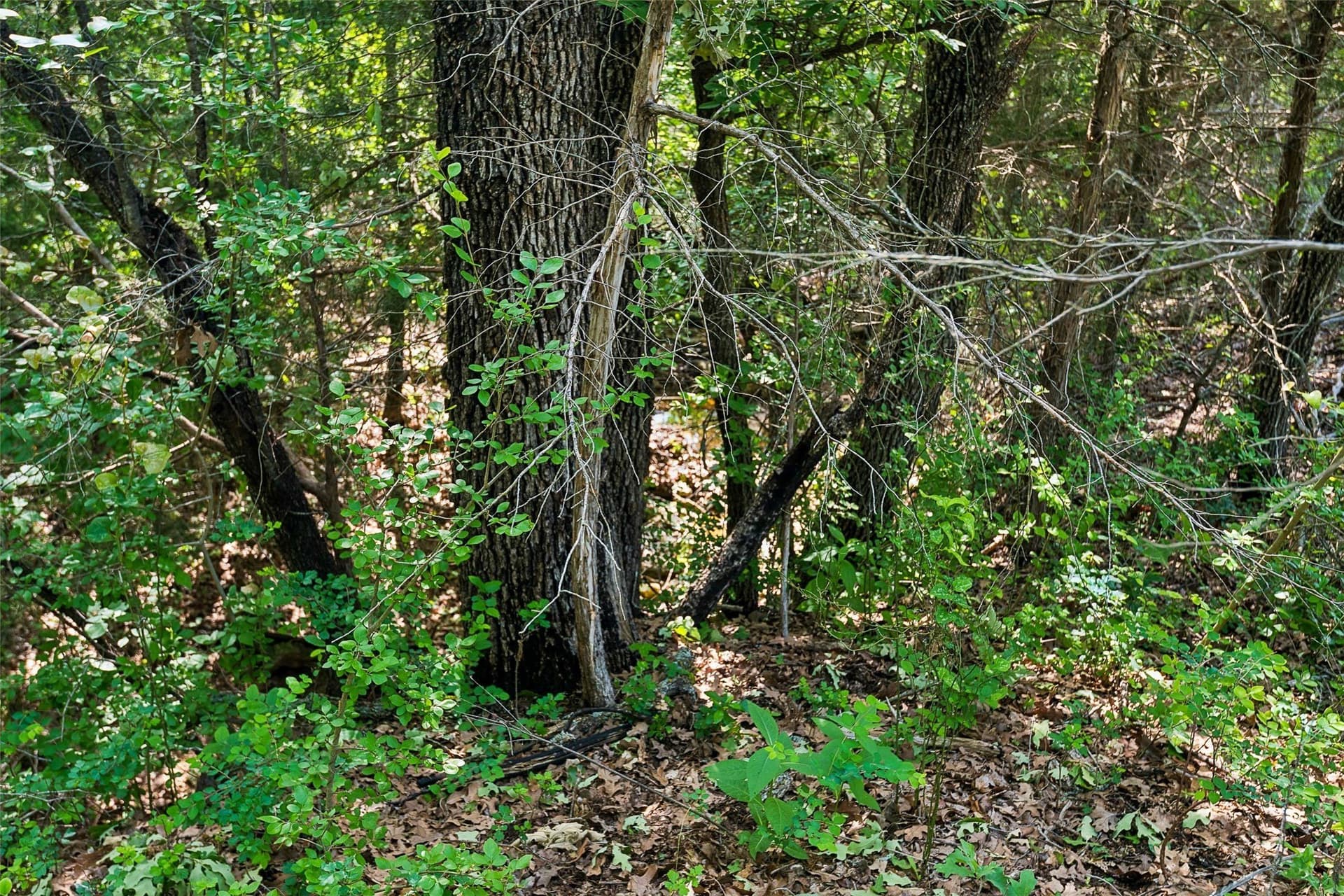 23.3 acres in Wise County - photo 35