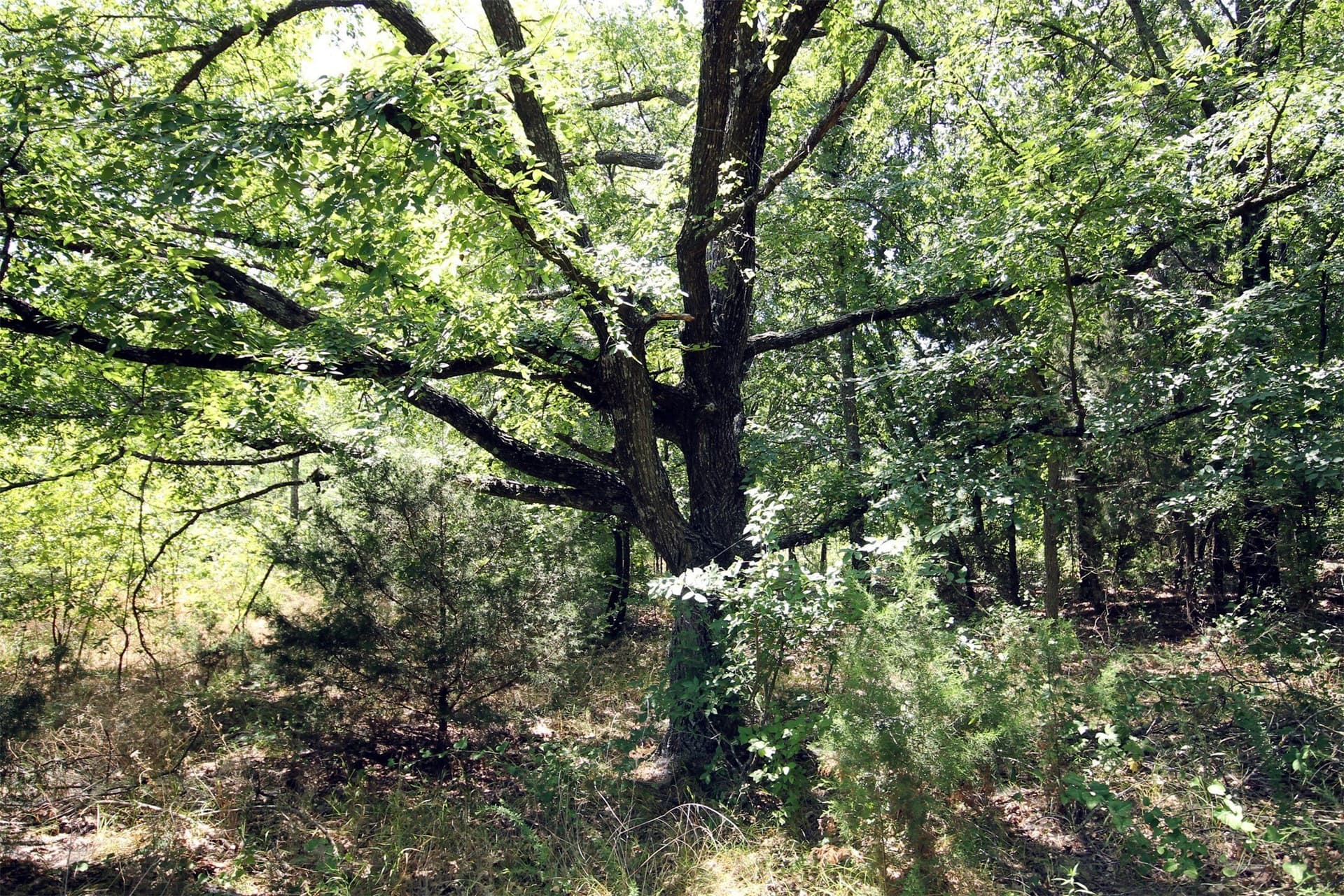 16.72 acres in Denton County - photo 14