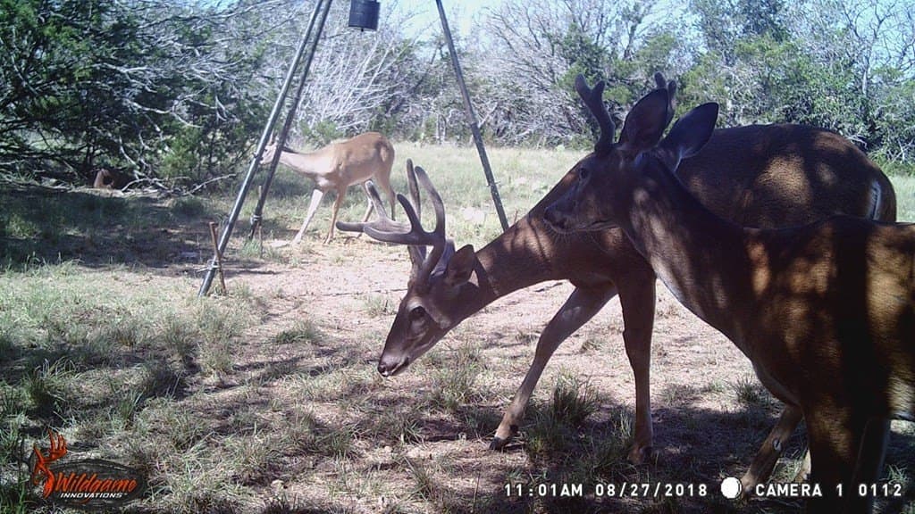 30.8 acres in Real County - photo 39