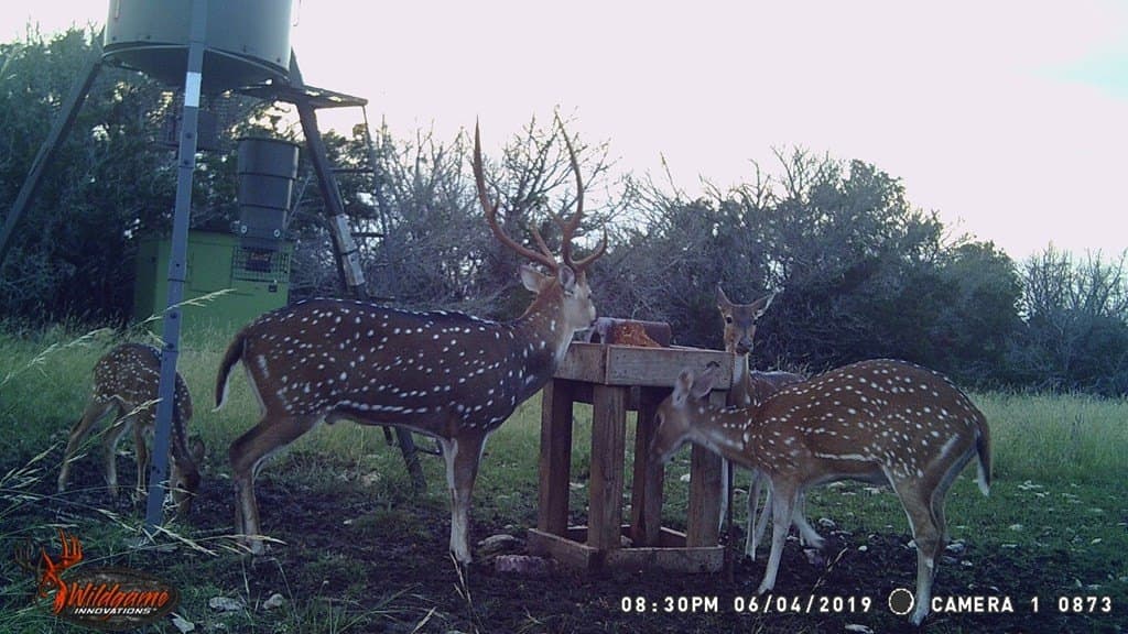 30.8 acres in Real County - photo 40