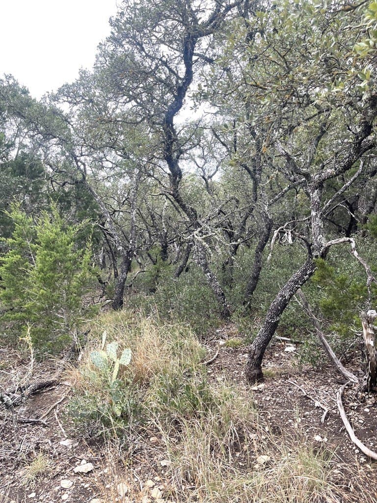 30.8 acres in Real County - photo 17