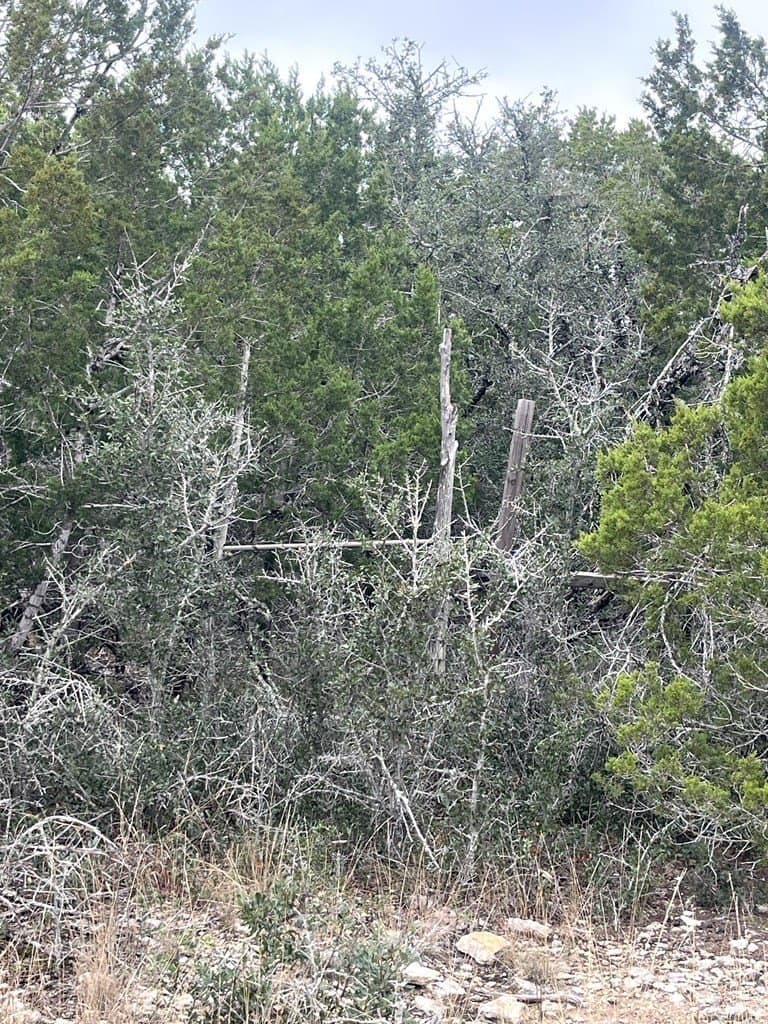 30.8 acres in Real County - photo 11