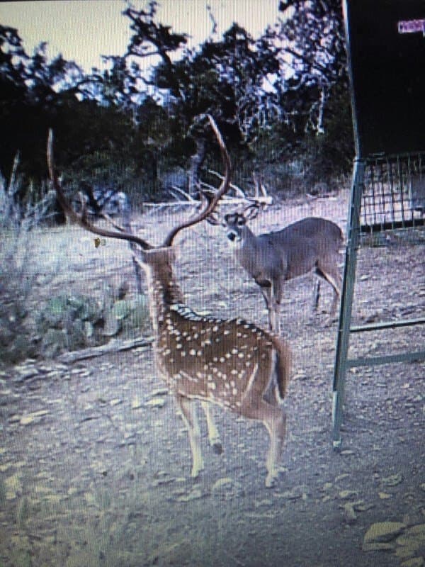 30.8 acres in Real County gallery image 2