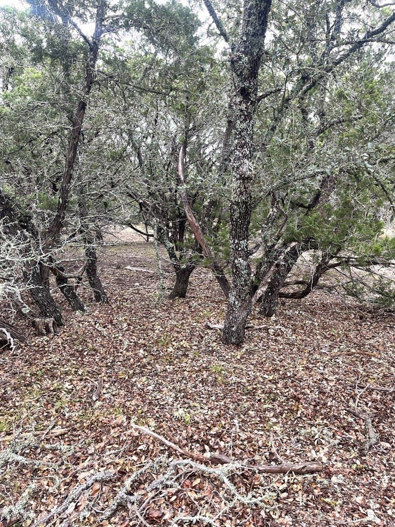 30.8 acres in Real County - photo 19