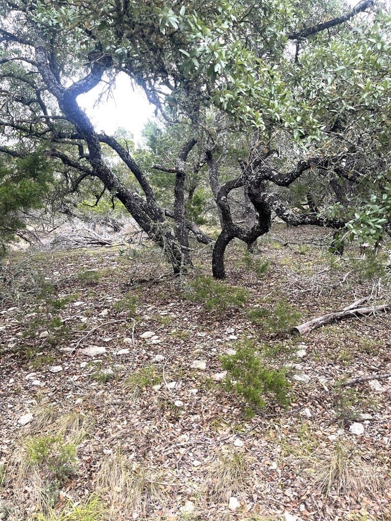 30.8 acres in Real County - photo 15