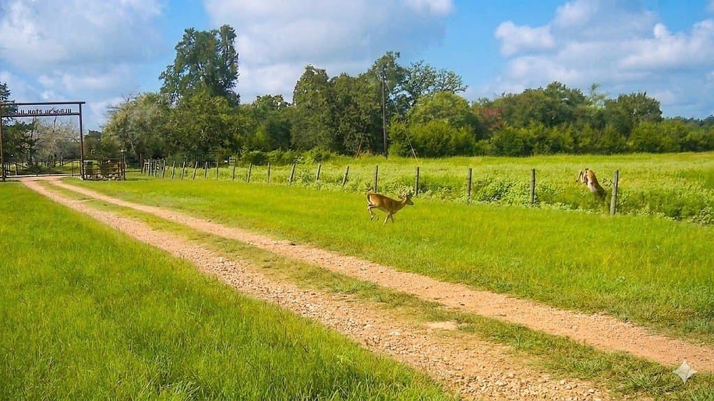 76.8 acres in Austin County - photo 17