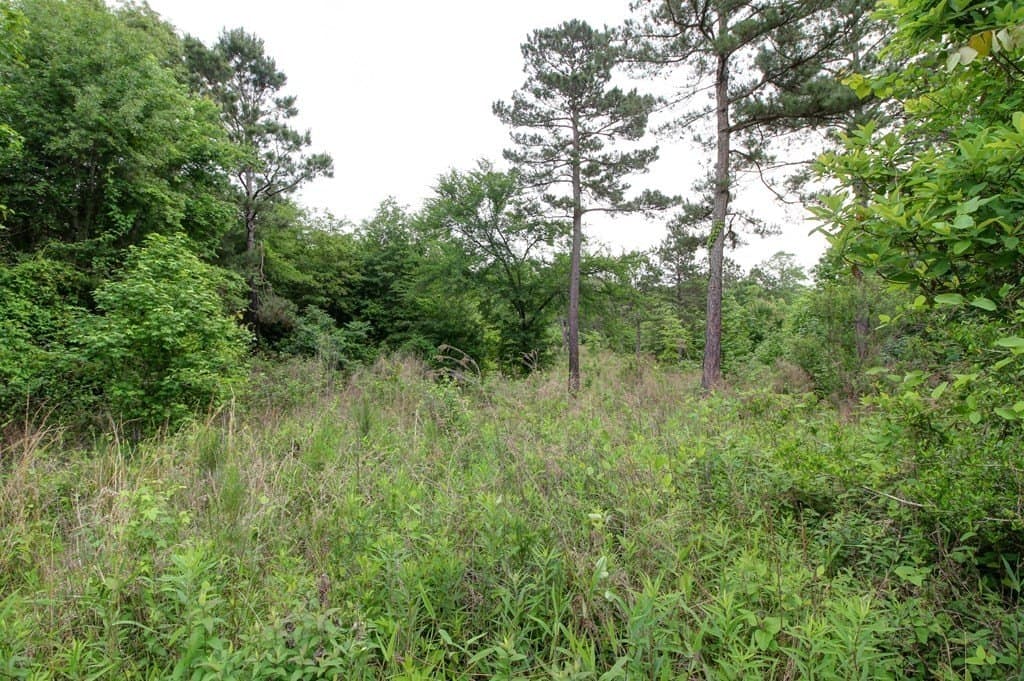 32.5 acres in Texas County - photo 18