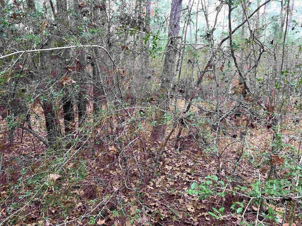 0.24 acres in Texas County gallery image 2