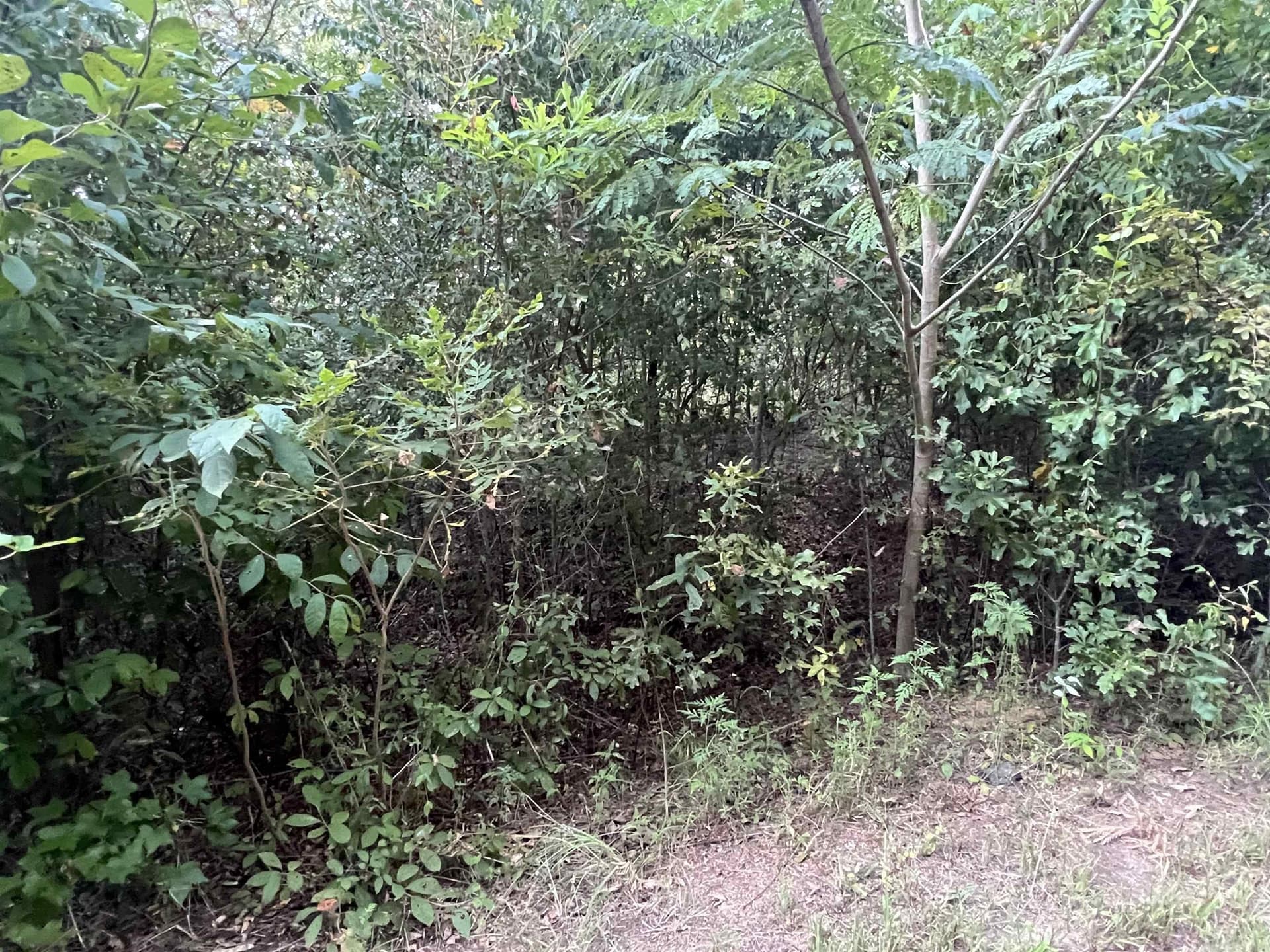 0.26 acres in Upshur County gallery image 2