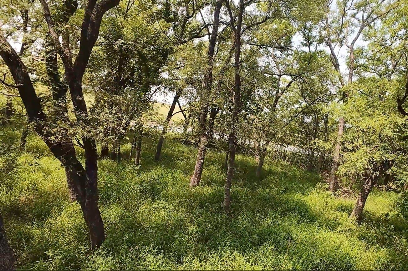 12.23 acres in Falls County - photo 6