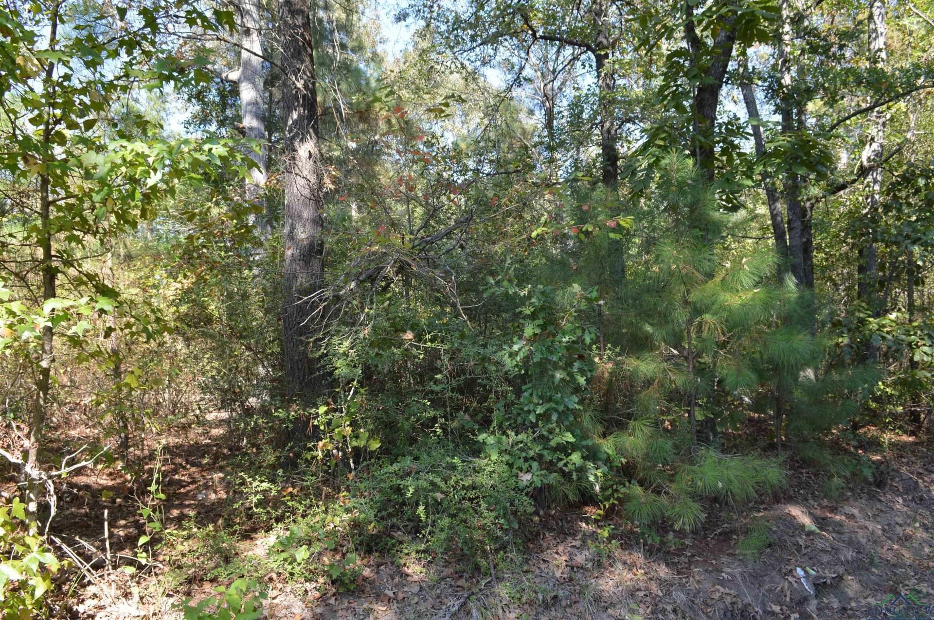 50 acres in Texas County gallery image 4